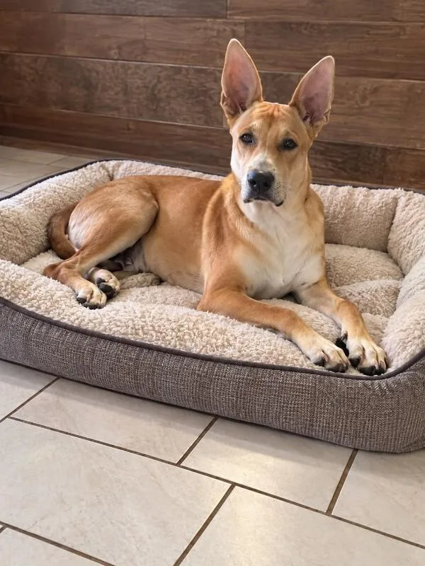 A young large-sized male Shepherd dog named Tye for adoption in Houston, TX