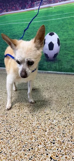 A senior small-sized male Chihuahua dog named Pablito for adoption in Miami, FL