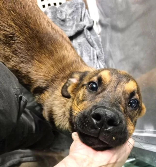 A baby small-sized male Labrador Retriever dog named Sesame for adoption in Houston, TX