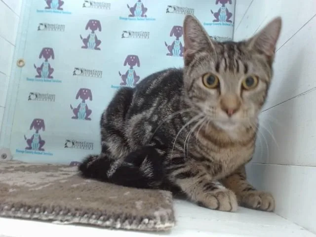 A young small-sized female Domestic Short Hair cat named Cloud for adoption in Orlando, FL
