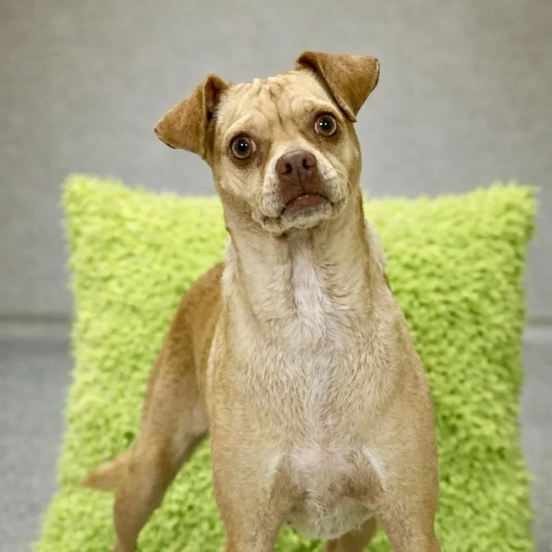 Lyrica:  Pounds Of thumbnail 2