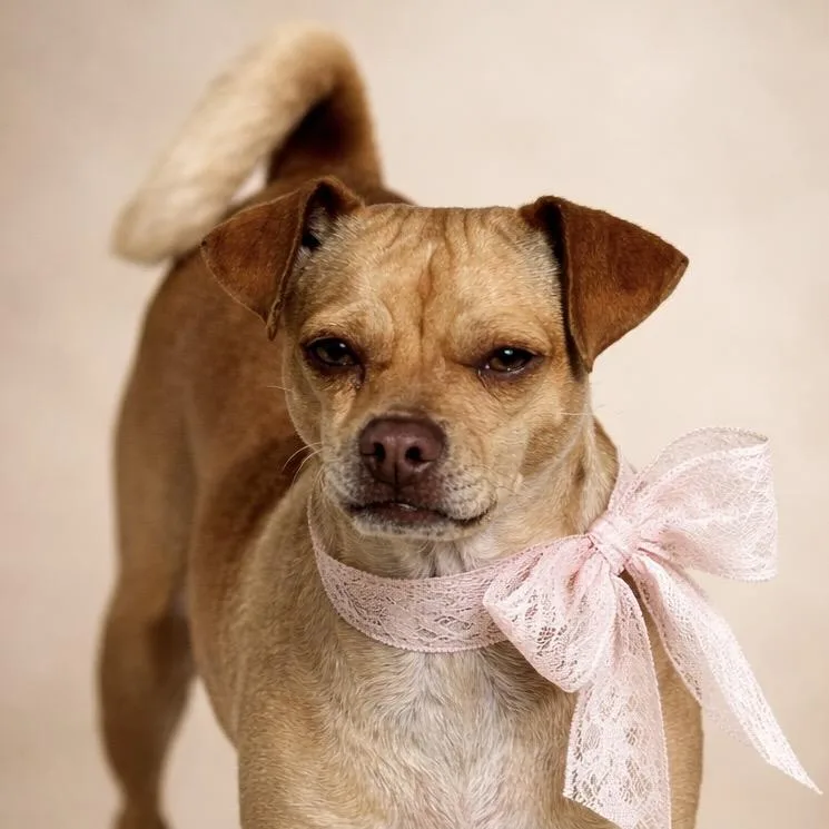 A young small-sized female Apricot / Beige Puggle dog named Lyrica:  Pounds Of for adoption in Hondo, TX