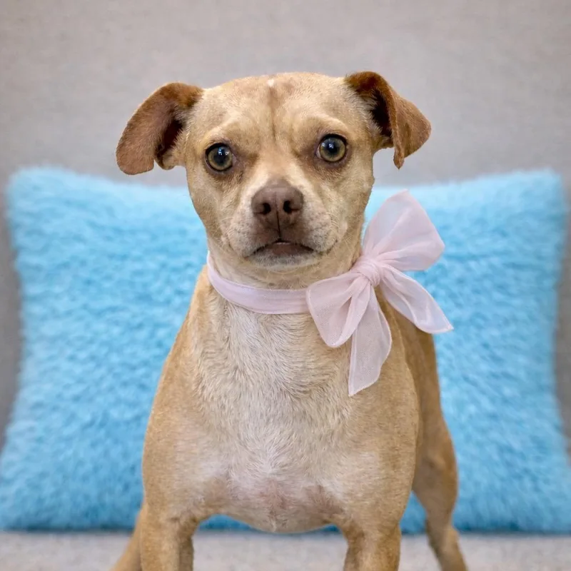 Lyrica:  Pounds Of thumbnail 5