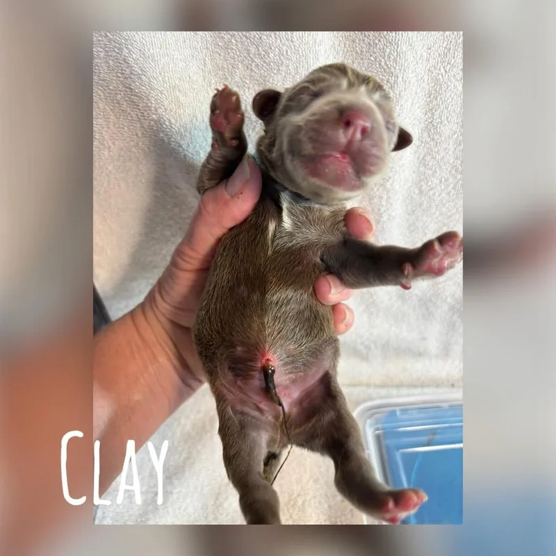 A baby medium-sized male Brown / Chocolate Labrador Retriever dog named Clay Earth C for adoption in Allen, TX