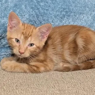 A baby small-sized male Tabby (Orange / Red) Domestic Short Hair cat named Wesley for adoption in Liverpool, TX