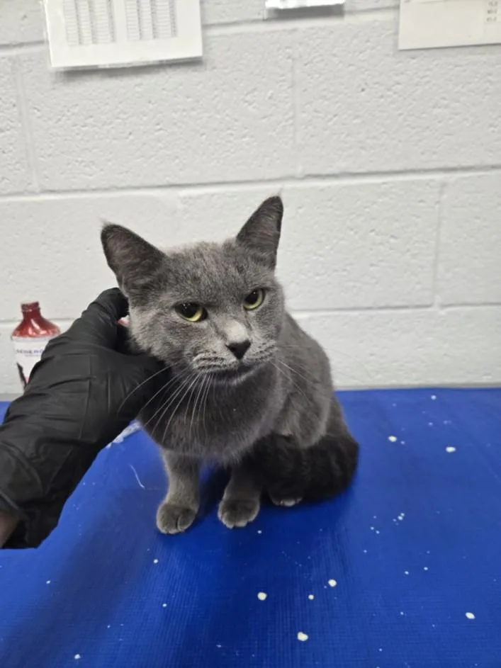 An adult medium-sized female Domestic Short Hair cat named Laurel for adoption in Hagerstown, MD