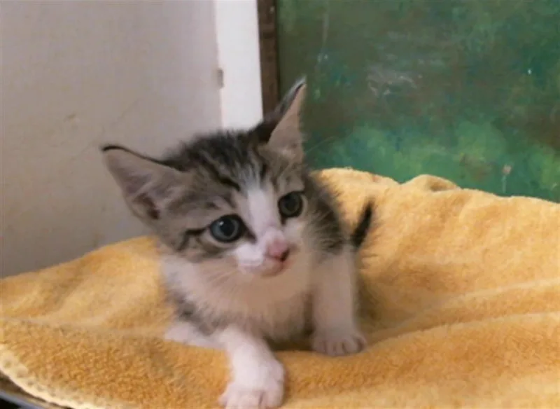 A baby small-sized male Domestic Short Hair cat named Jet for adoption in Houston, TX
