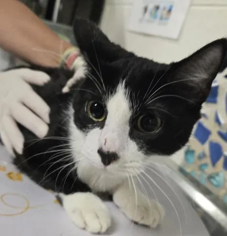 A young medium-sized female Domestic Short Hair cat named Taytay for adoption in Pensacola, FL