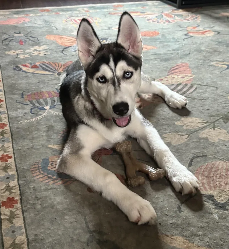 A baby medium-sized female Siberian Husky dog named Alaska for adoption in York, PA