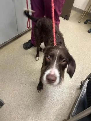 A baby medium-sized male German Wirehaired Pointer dog named Boone for adoption in Palm Coast, FL