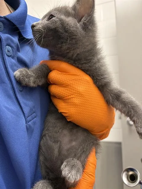 A baby small-sized male Domestic Short Hair cat named Luke Cage for adoption in Indianapolis, IN