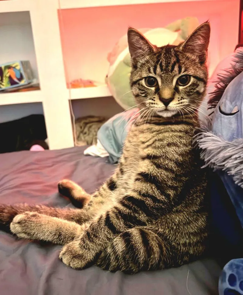 A baby medium-sized male Domestic Short Hair cat named Scout for adoption in North Kingstown, RI