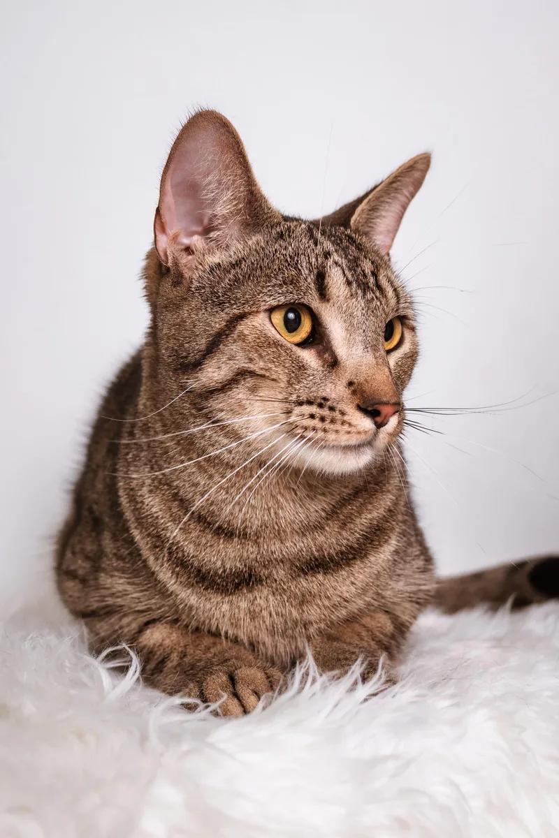 A baby small-sized male Tabby (Brown / Chocolate) Domestic Short Hair cat named Jayjay for adoption in Houston, TX