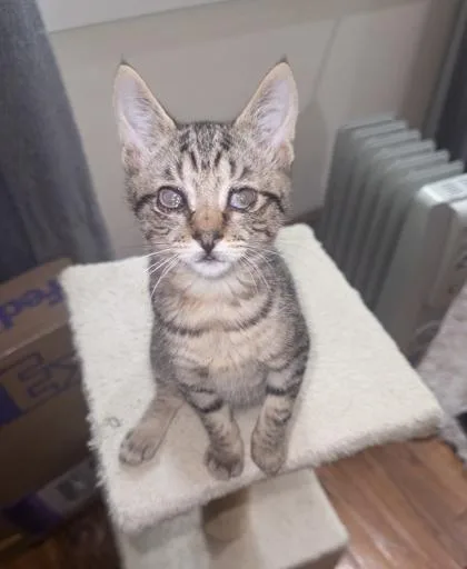 A baby small-sized female Domestic Short Hair cat named Tia for adoption in Ringoes, NJ