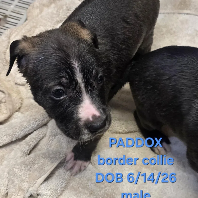 Paddox thumbnail 4