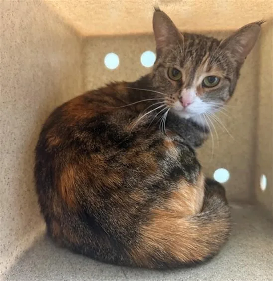 A young medium-sized female Domestic Short Hair cat named Hazel for adoption in Lancaster, CA