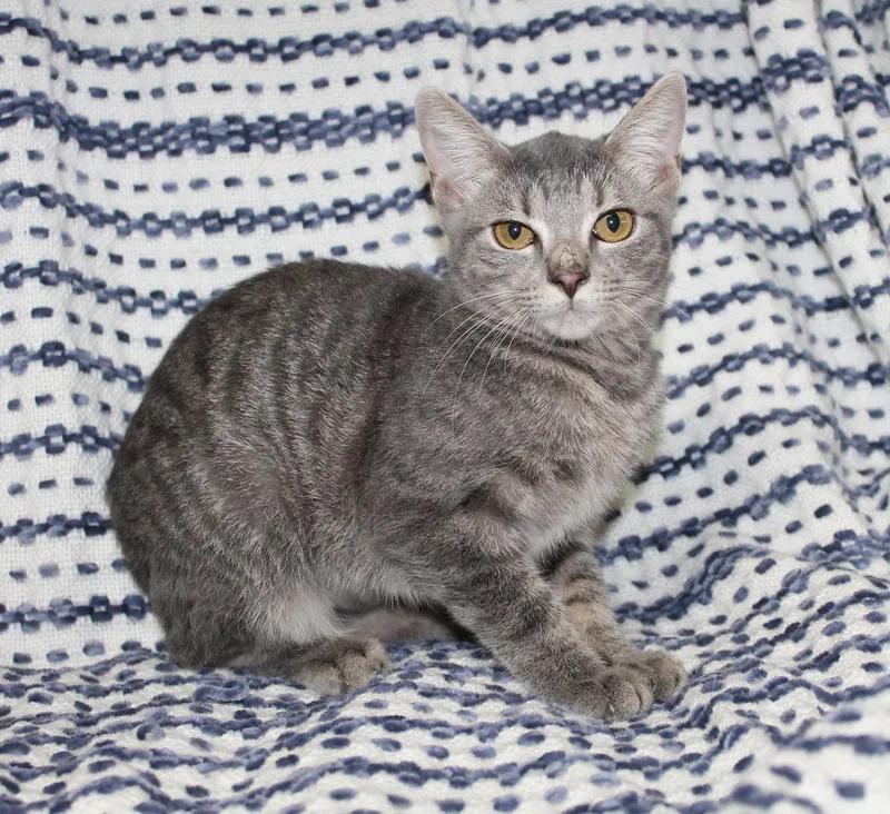 A baby medium-sized female Gray / Blue / Silver Domestic Short Hair cat named Topaz for adoption in Prattville, AL