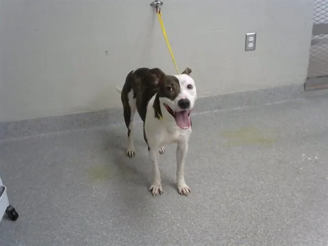 A young medium-sized male Staffordshire Bull Terrier dog named A for adoption in Pasadena, TX