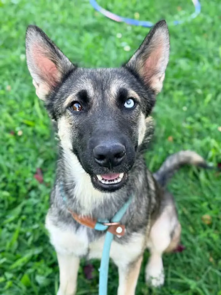An adult medium-sized female Black German Shepherd Dog named Calacatta for adoption in Chicago, IL