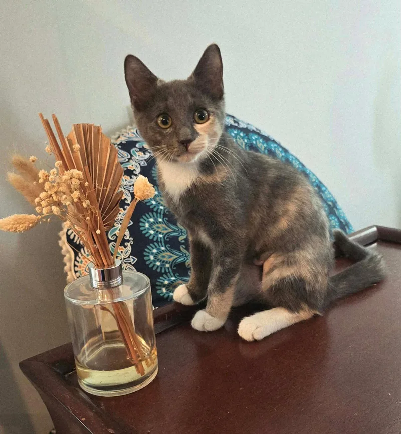 A baby small-sized female Domestic Short Hair cat named Ginny for adoption in Mount Pleasant, SC