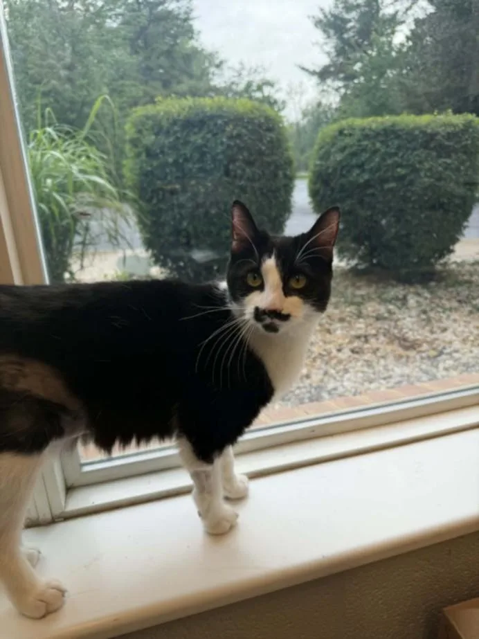 A young small-sized female Domestic Short Hair cat named Mortdecai for adoption in Hagerstown, MD