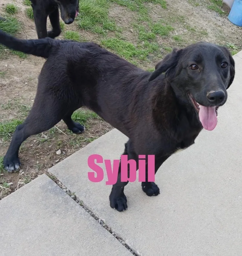 A baby large-sized female Tricolor (Brown, Black, & White) Labrador Retriever dog named Sybil for adoption in Irwin, PA