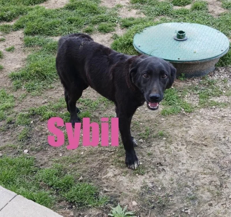 Sybil thumbnail 2