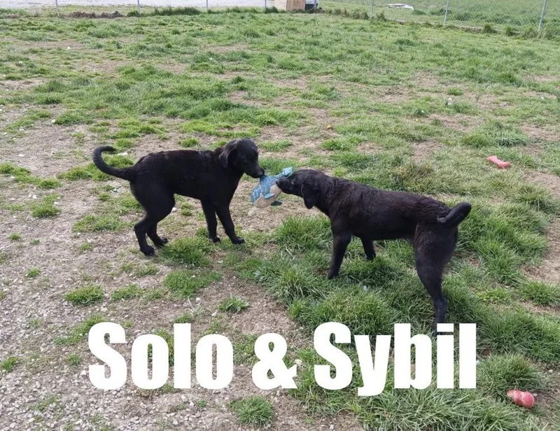 Sybil thumbnail 3
