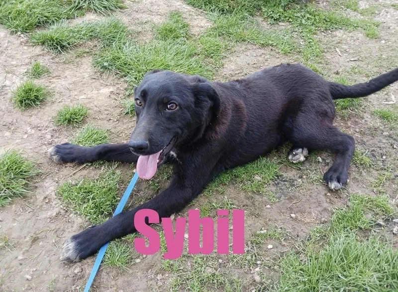 Sybil thumbnail 4