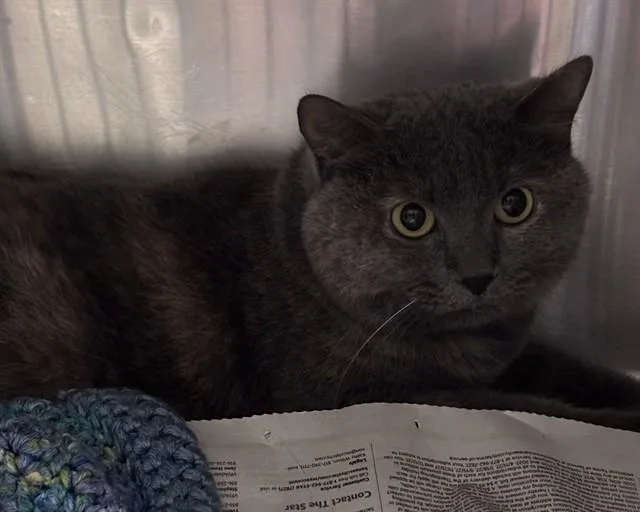 An adult medium-sized female Domestic Short Hair cat named Stormy for adoption in Olathe, KS