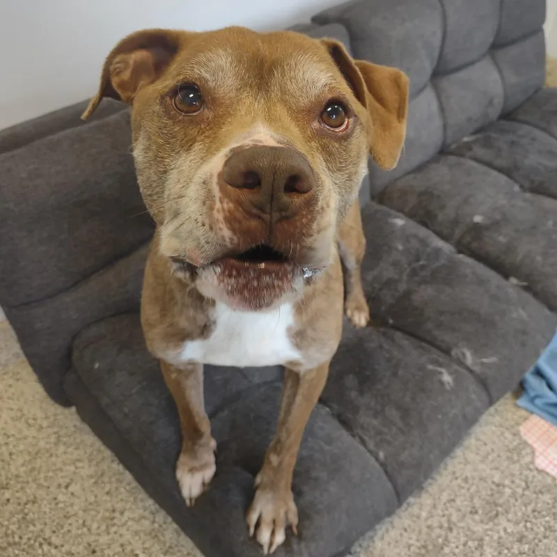 An adult medium-sized male Brown / Chocolate Pit Bull Terrier dog named Haze for adoption in Middletown, NY