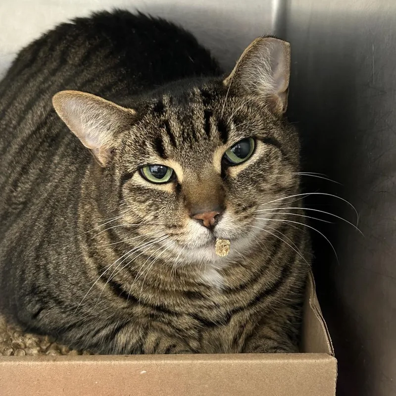 An adult extra large-sized male Black Domestic Short Hair cat named Spike for adoption in Newark, NJ