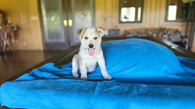 A baby medium-sized male Yellow / Tan / Blond / Fawn Beagle dog named Adam for adoption in Boerne, TX
