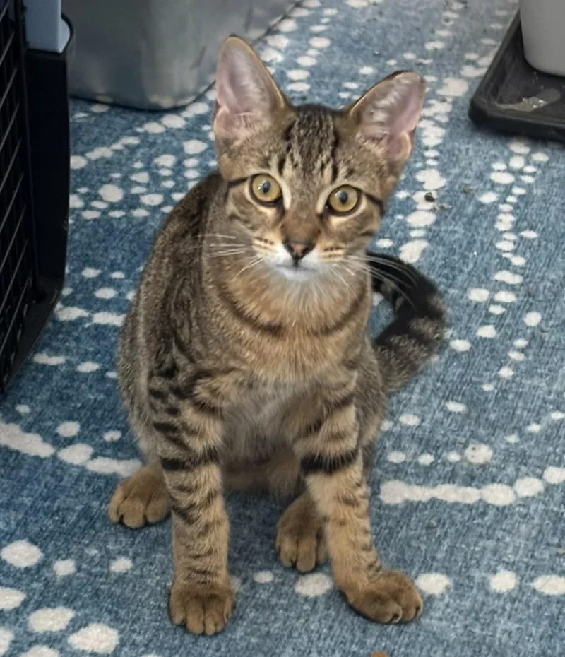 A young medium-sized male Tabby (Brown / Chocolate) Tabby cat named Cafu for adoption in CHICAGO, IL