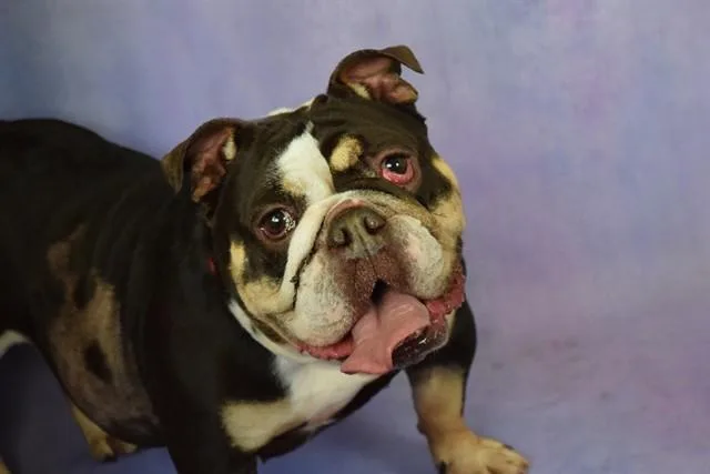 An adult medium-sized female English Bulldog dog named Mocha for adoption in Fort Lauderdale, FL