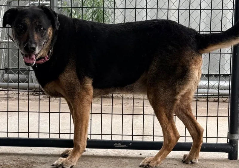 A senior large-sized female German Shepherd Dog dog named Bug for adoption in Sapulpa, OK