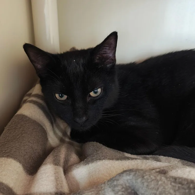A young medium-sized male Black Domestic Medium Hair cat named Garou for adoption in Fairport, NY