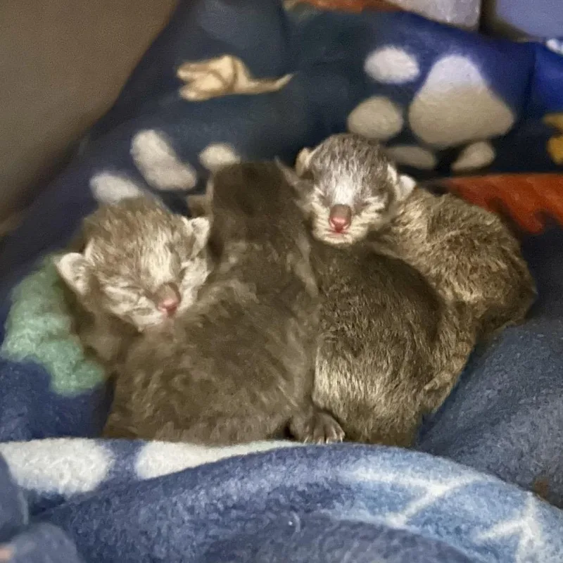 A baby small-sized male Gray / Blue / Silver Domestic Short Hair cat named Stone for adoption in Roswell, GA