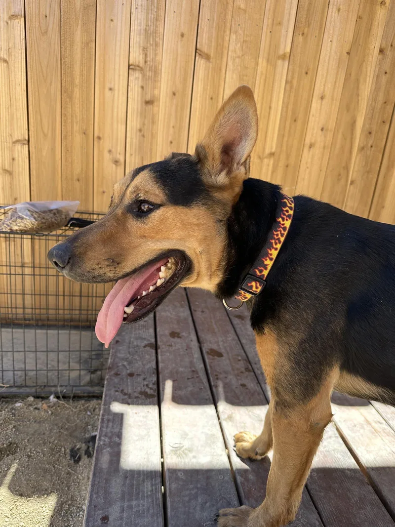 An adult large-sized male German Shepherd Dog dog named Lucky for adoption in Stagecoach, NV