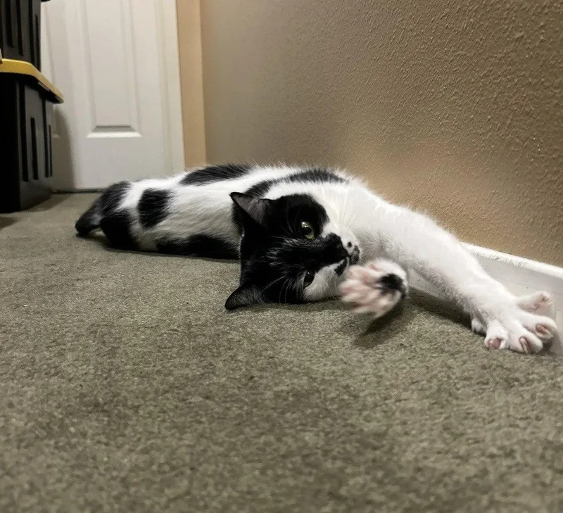 A young medium-sized female Black & White / Tuxedo Domestic Short Hair cat named Baptista for adoption in Tacoma, WA