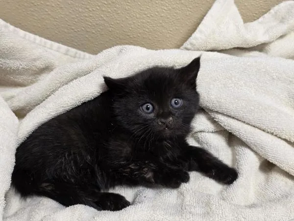 A baby medium-sized female Domestic Short Hair cat named Crunchwrap Supreme for adoption in Vancouver, WA