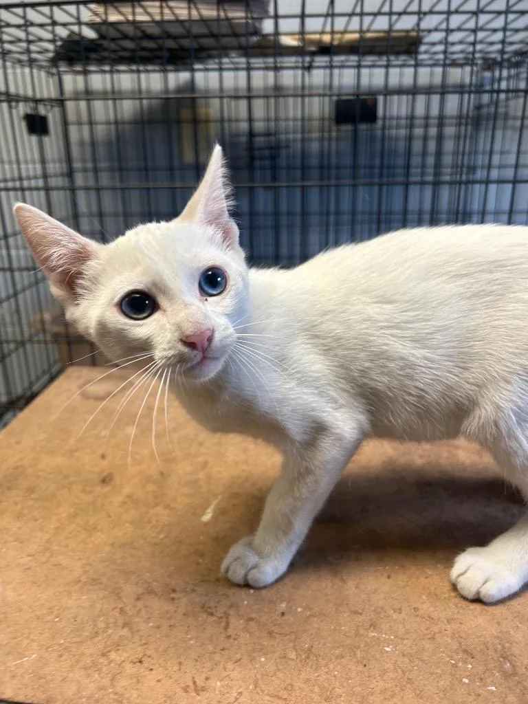 A baby medium-sized male Domestic Short Hair cat named Snooks for adoption in Greenwood, MS