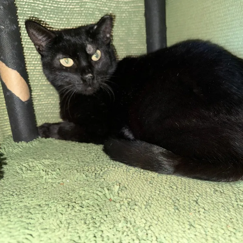 An adult small-sized male Black Domestic Medium Hair cat named Thomas for adoption in San Saba, TX