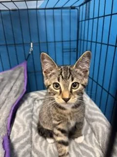 A baby medium-sized male Tabby (Gray / Blue / Silver) Domestic Short Hair cat named Prince for adoption in Louisville, KY