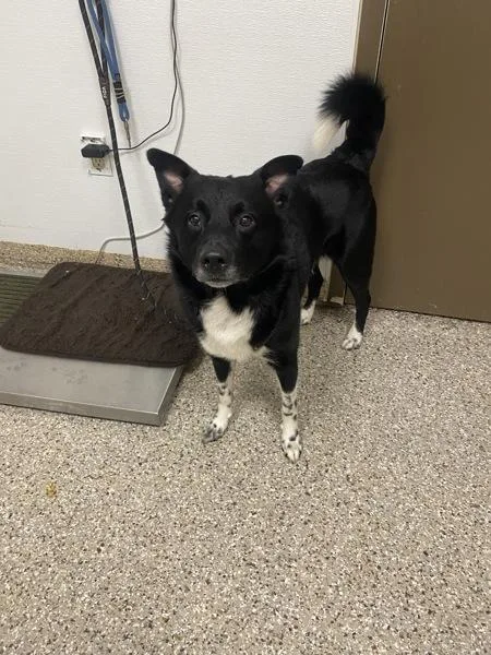 An adult medium-sized male Mixed Breed dog named Boozle for adoption in Vancouver, WA