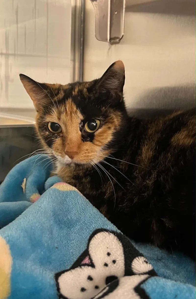 An adult medium-sized female Domestic Short Hair cat named Taki's for adoption in Moundsville, WV