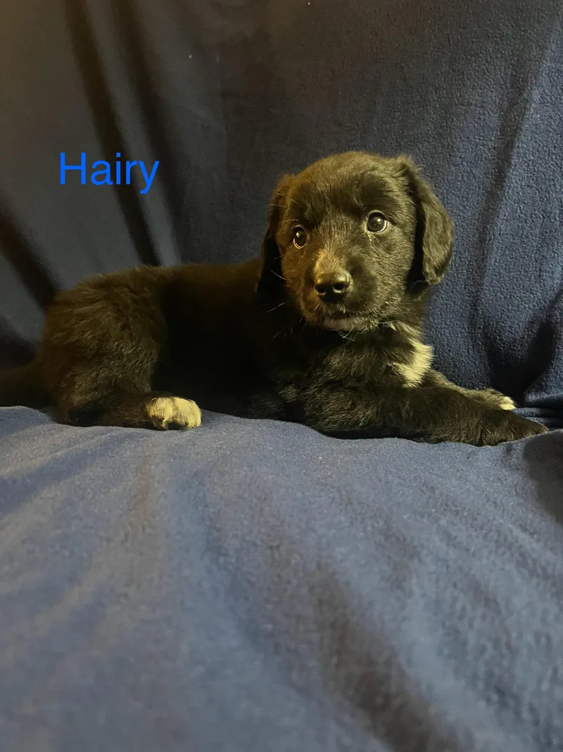 Hairy