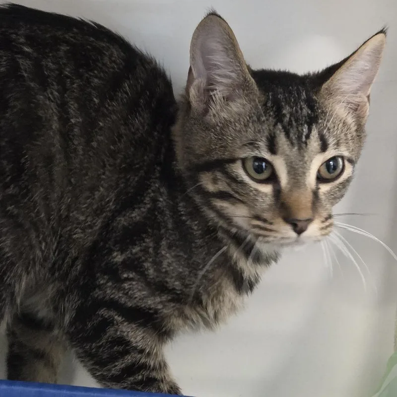 A baby small-sized male Brown / Chocolate Domestic Short Hair cat named Marmalade for adoption in Voorhees, NJ