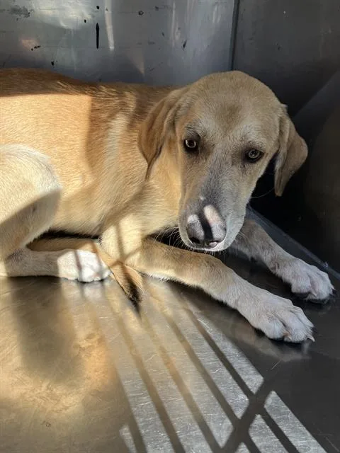 A young large-sized female Mixed Breed dog named Sunny for adoption in Dallas, TX