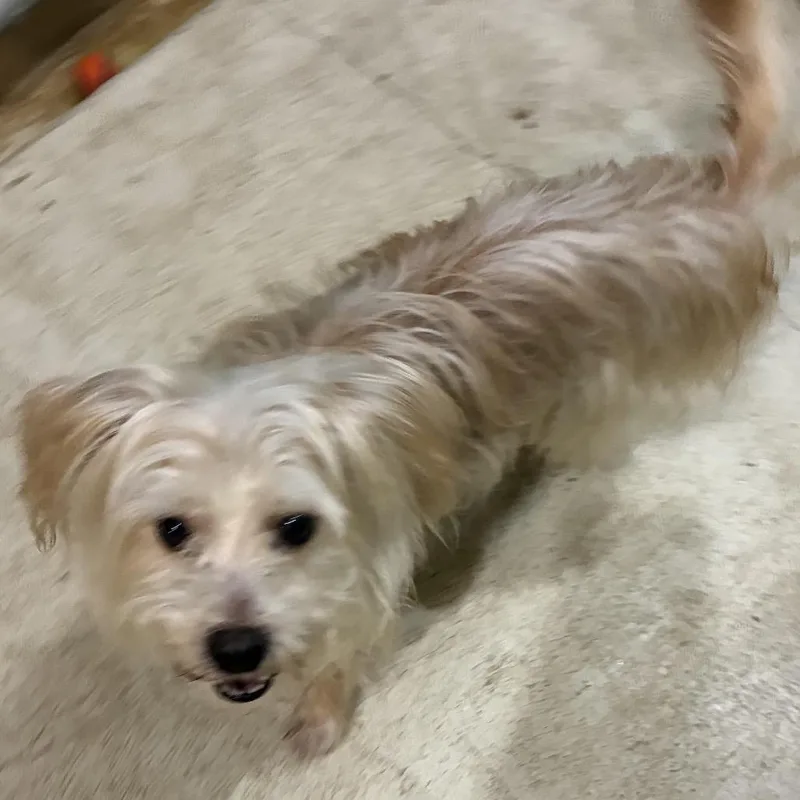 An adult small-sized male Jack Russell Terrier dog named Poppers for adoption in Mundelein, IL